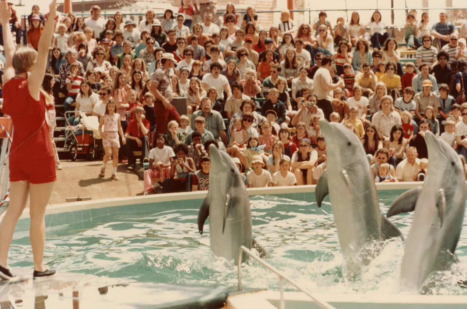 Dolphin Show